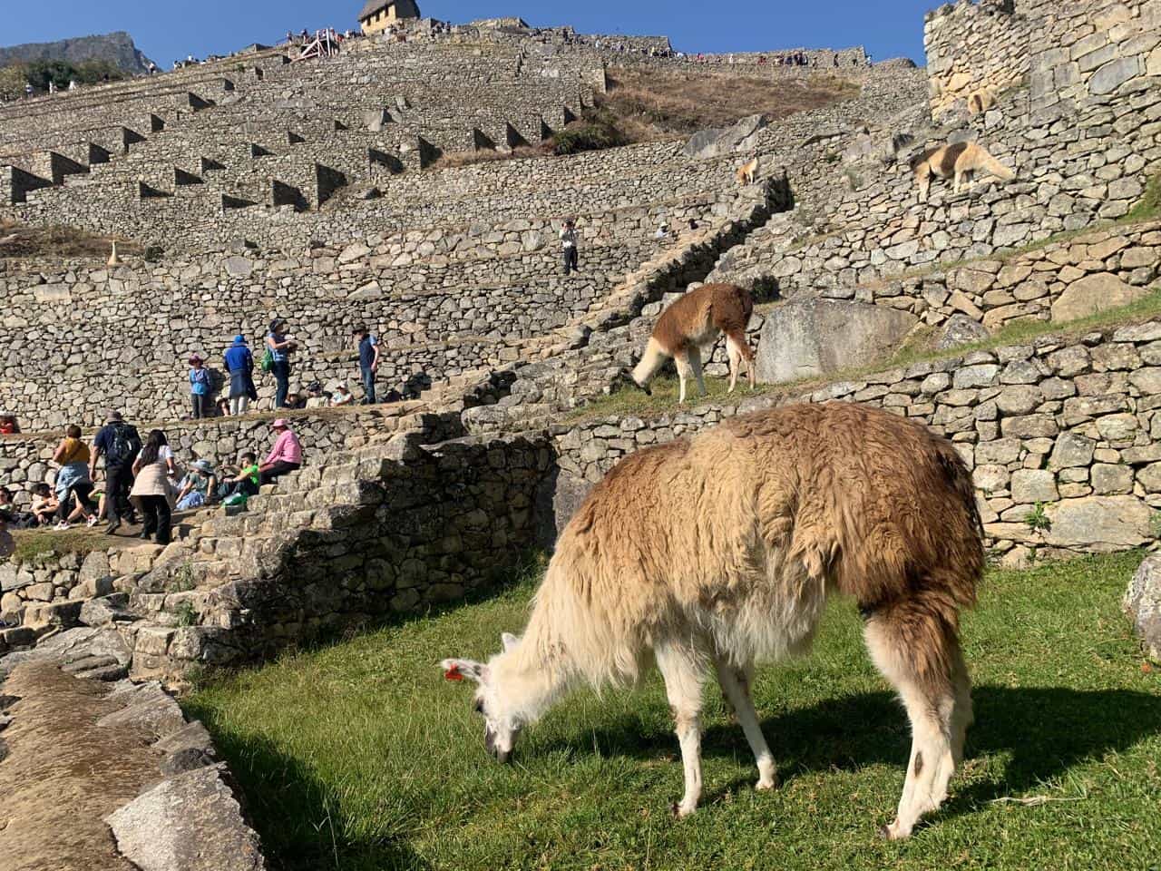 Tours in Cusco to Machu picchu