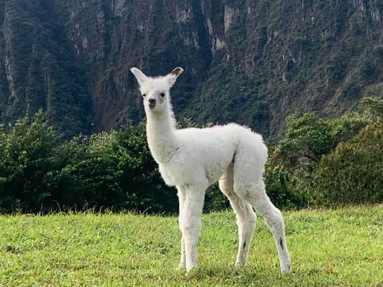 Short Inca Trail to Machu Picchu: Early Start and Fewer Crowds