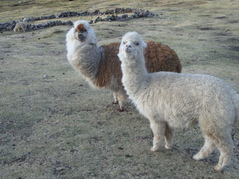 City tour cusco 5 hours
